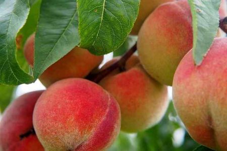 Does Peach Schnapps Go Bad?