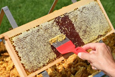 Organic Honey vs Raw Honey