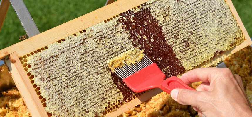 Organic Honey vs Raw Honey