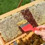 Organic Honey vs Raw Honey